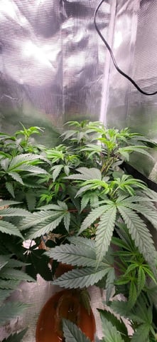 1st grow indoors(cardboard box to 2x2x4 to 5x5x6) — vegetative, day 47