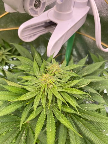 The White X Run Away Bride #3 — flower, day 71