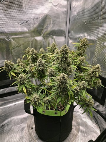 blue dream auto — flower, day 66