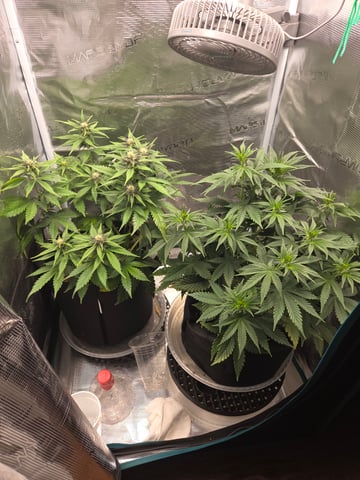 second grow — flower, day 35