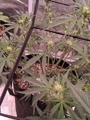 TEAM FULL AUTOS — flower, day 44