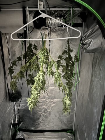 new seeds grow #2 — harvest, day 83