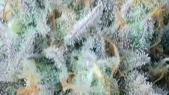 Autoflower NIGHT OWL