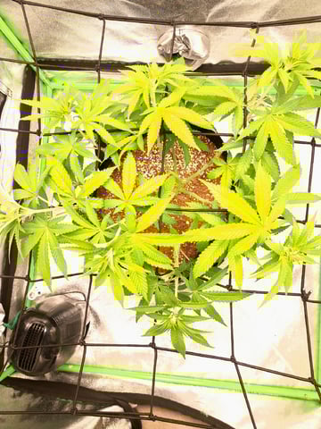 Blue Cheese from Barney's Farm — vegetative, day 3