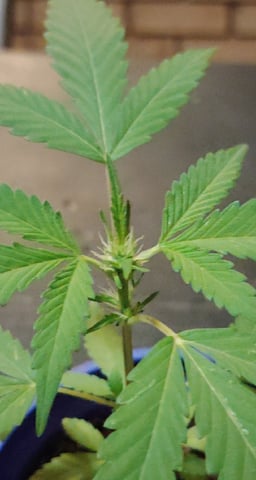 permanent marker feminised  — vegetative, day 28