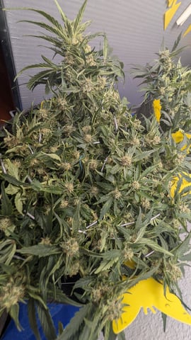 mephisto winter 2026 — flower, day 55