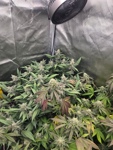 First Grow — flower, day 103