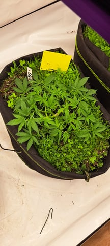 First Grow with the new setup  — vegetative, day 40