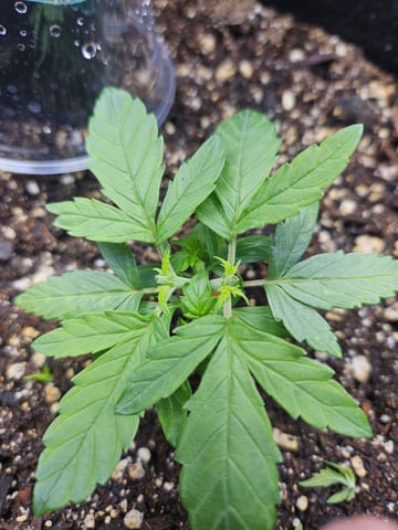 Fat Banana Auto  — vegetative, day 4