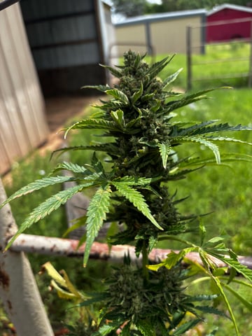 Autoflowers — flower, day 64