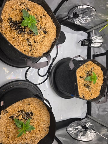 Purple Haze  — seedling_rooting, day 6