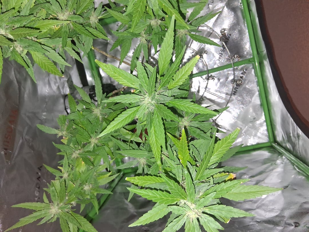 Godfather OG