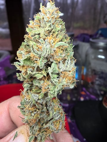 outdoor start/indoor 2025 — harvest, day 254