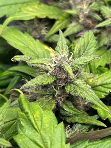 Vanna's Vanilla — auto, day 65