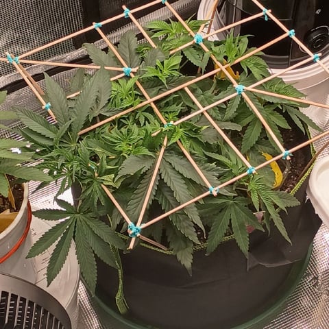 TentPlantLightFan — vegetative, day 45