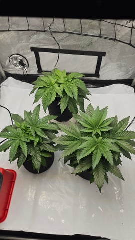 ethos genetics  — vegetative, day 26