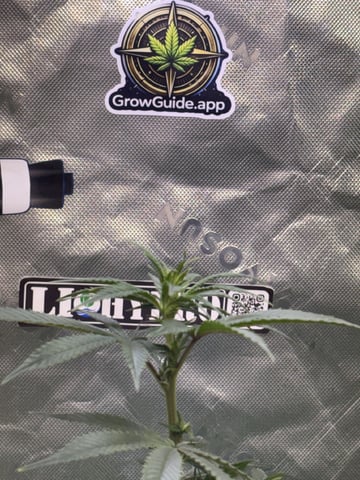 Blue Zushi (Dutch Passion Genetics) — flower, day 58