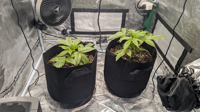 Grow 1 — vegetative, day 25
