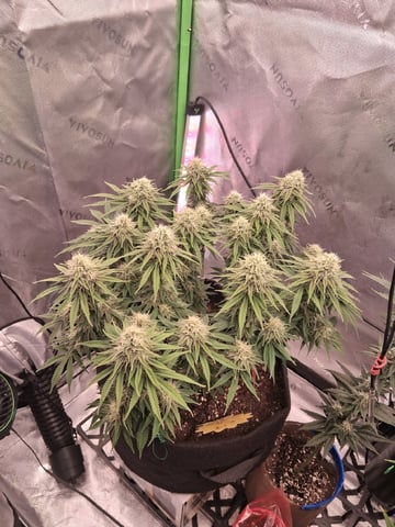 fruity pebbles, cap junky — flower, day 93