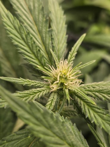 First Grow — flower, day 77