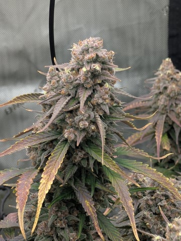 Grow #4 — flower, day 85