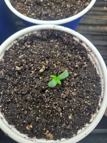 fruitstripe-x-breathworks VS Tropical cherry vs kush cake. vs og haze — seedling_rooting, day 7