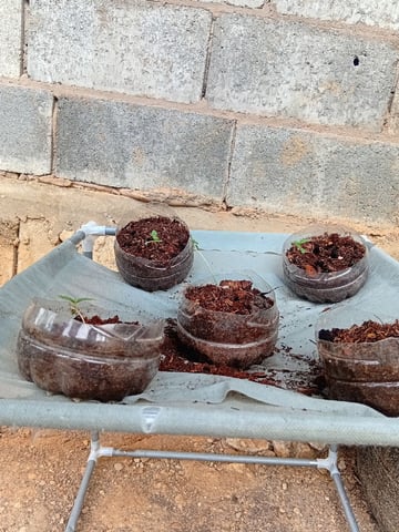 My First Grow — seedling_rooting, day 5