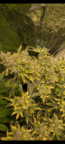 1st grow continued  — grow_setup, day 1