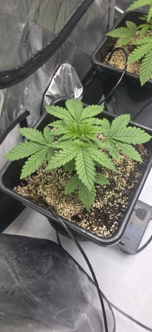 Maple Nectar  — vegetative, day 23