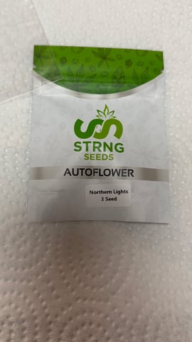 Northern Lights  — germination, day 1