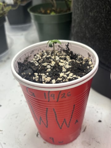 winter 25-26 — seedling_rooting, day 1