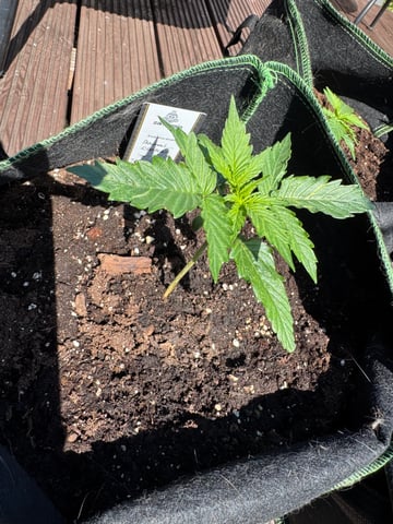 Pineapple Express F1 — vegetative, day 10