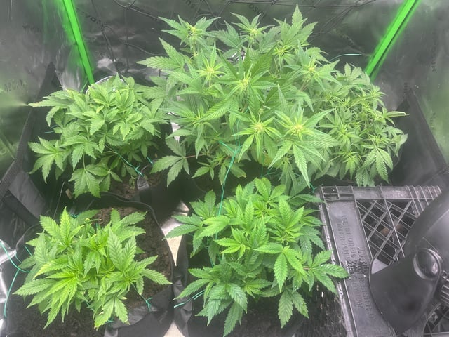 runts — vegetative, day 39