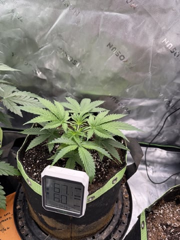 Yeti Milk Grow Off  — vegetative, day 6