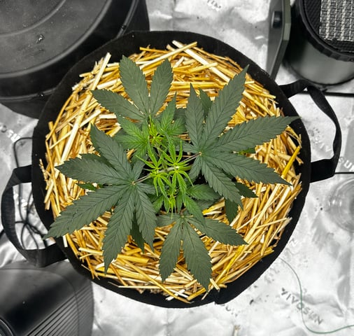 Pine (Auto) 2025 - 0 — vegetative, day 32