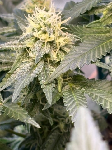 Black Hulk 3 gallon bag  — flower, day 25