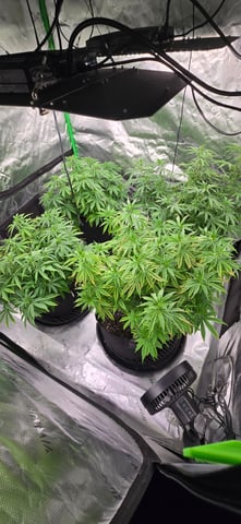 This grow may be interesting! — vegetative, day 108