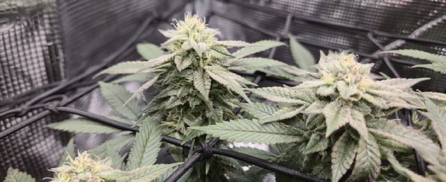 john — flower, day 8