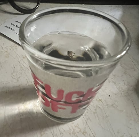 Inside Mother Plants — germination, day 2