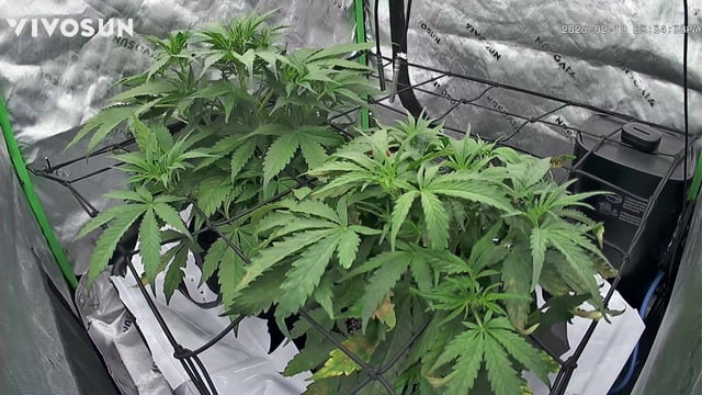Ztrawberriez (Auto) 2026 - 1 — vegetative, day 38