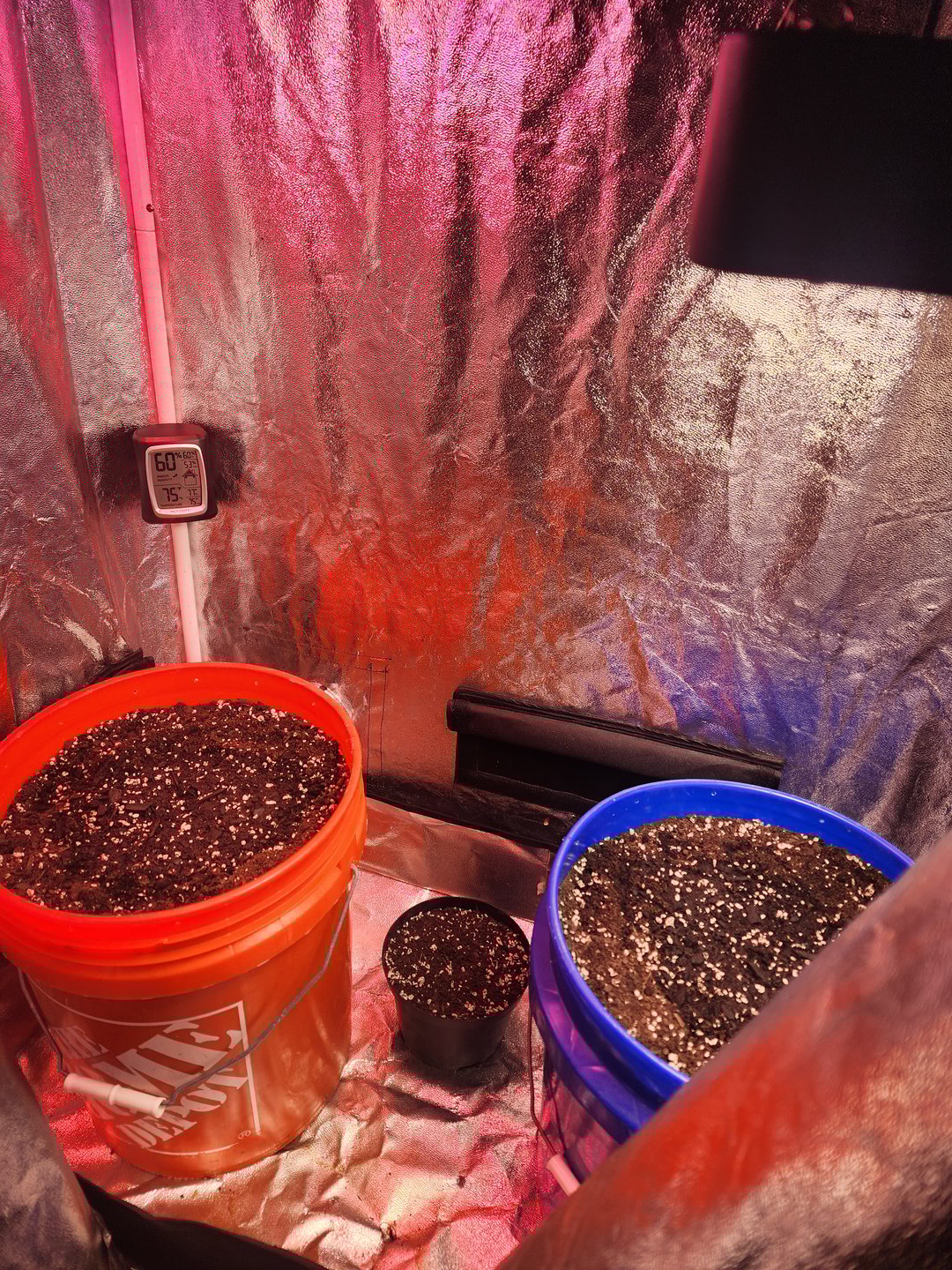 Grow 1Zkittles OGx2 & PEx1