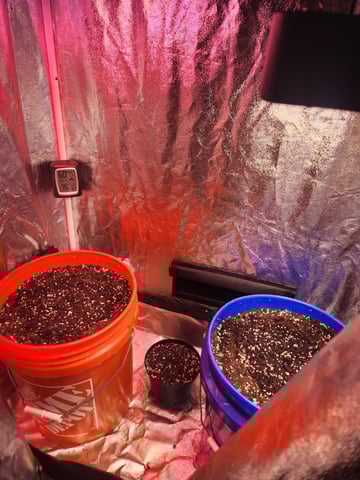Grow 1Zkittles OGx2 & PEx1 — germination, day 1