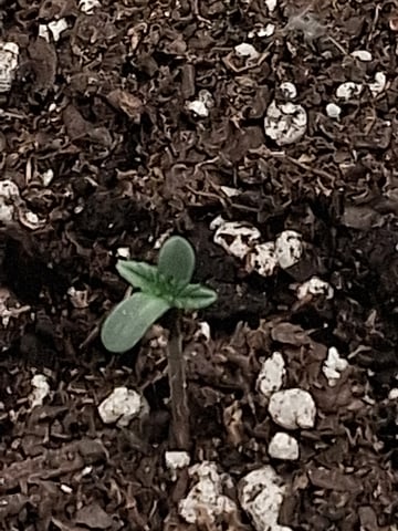 Lemon Cherry Cookies, Purple Haze and Strawberry Gorilla Grows — germination, day 30