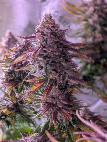 Golden Goat — flower, day 42