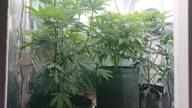 Rainbow runtz  — vegetative, day 35