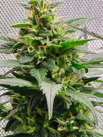 Purple Haze  — flower, day 82