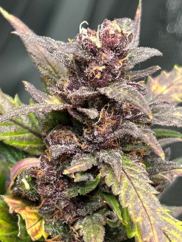 Vanna's Vanilla — auto, day 89