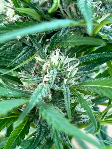 First ever grow — flower, day 75