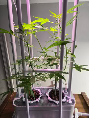 1st Grow — flower, day 46