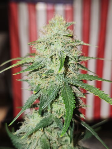 Mephisto Apple Crush in Nature's Living Soil  — flower, day 59
